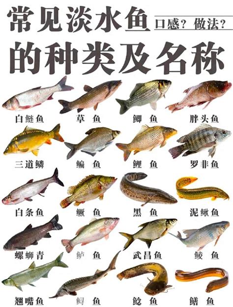 養淡水魚種類 龍子弘老師